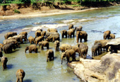 Sri Lanka 1999